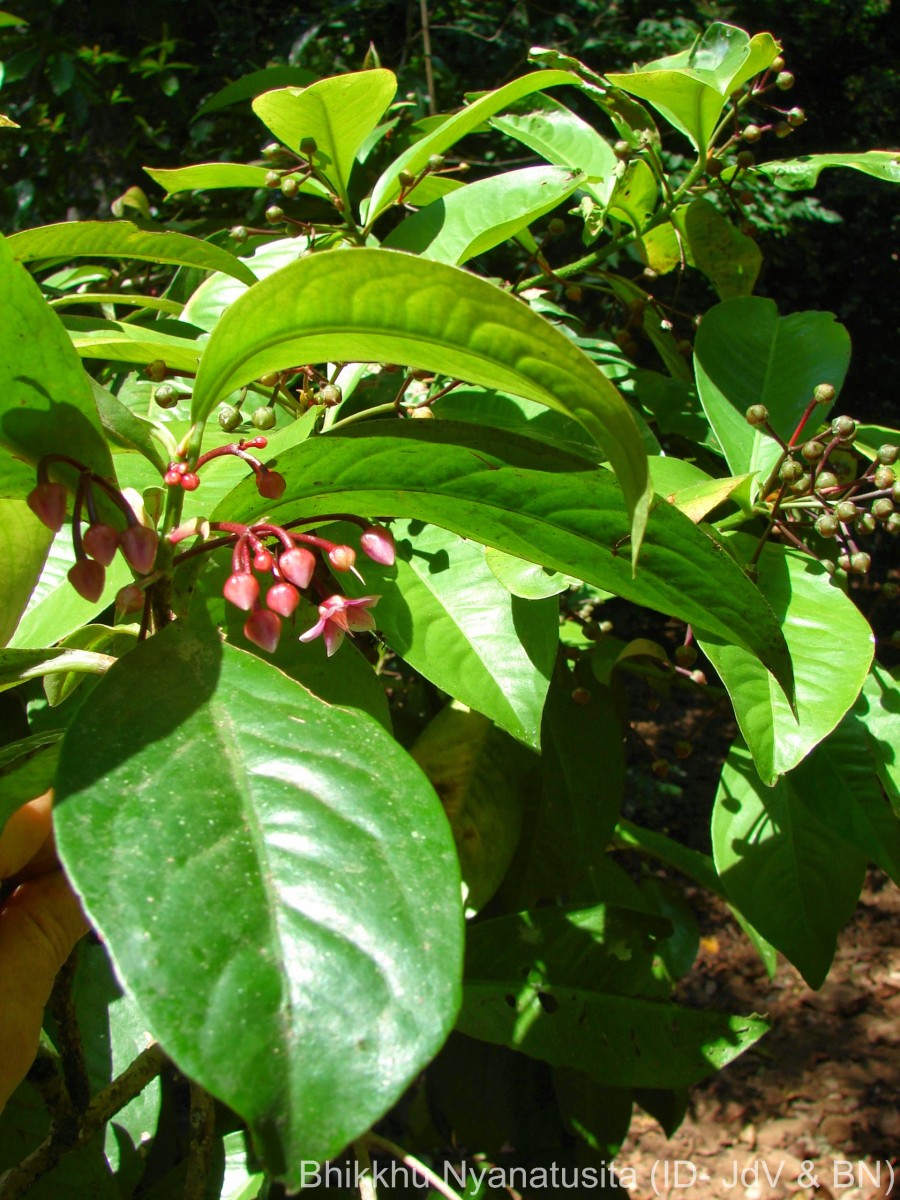 Ardisia solanacea Roxb.